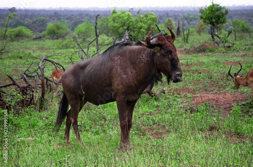 Wildebeest