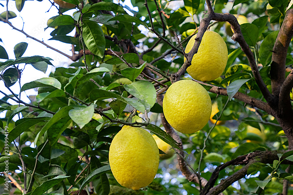 Fresh yellow green hill lemons with branches and leave