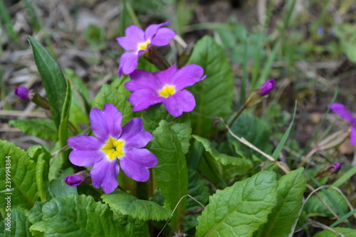 Fototapeta Naklejka Na Ścianę i Meble -  The first spring flowers after winter