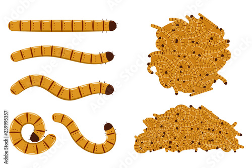 Flour worms vector cartoon set isolated on white background. photo