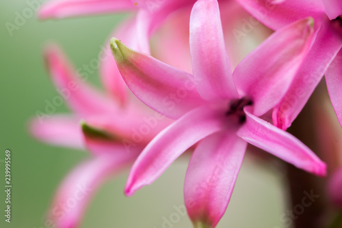 Pink Hyacinth Flowers © Levon