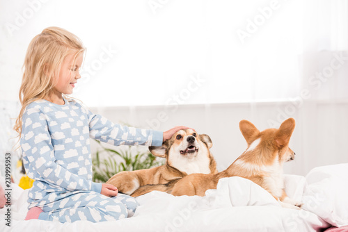 adorable smiling child in pajamas petting corgi dogs in bed