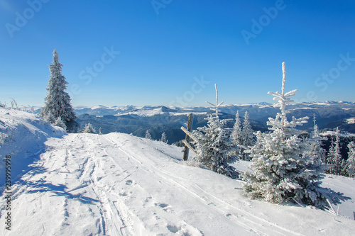Winter sun landscape in a mountain forest © tns2710