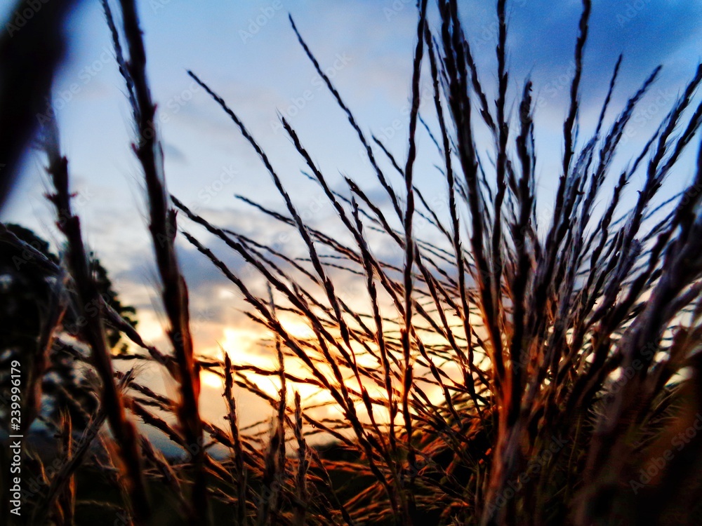 Obraz premium Nature