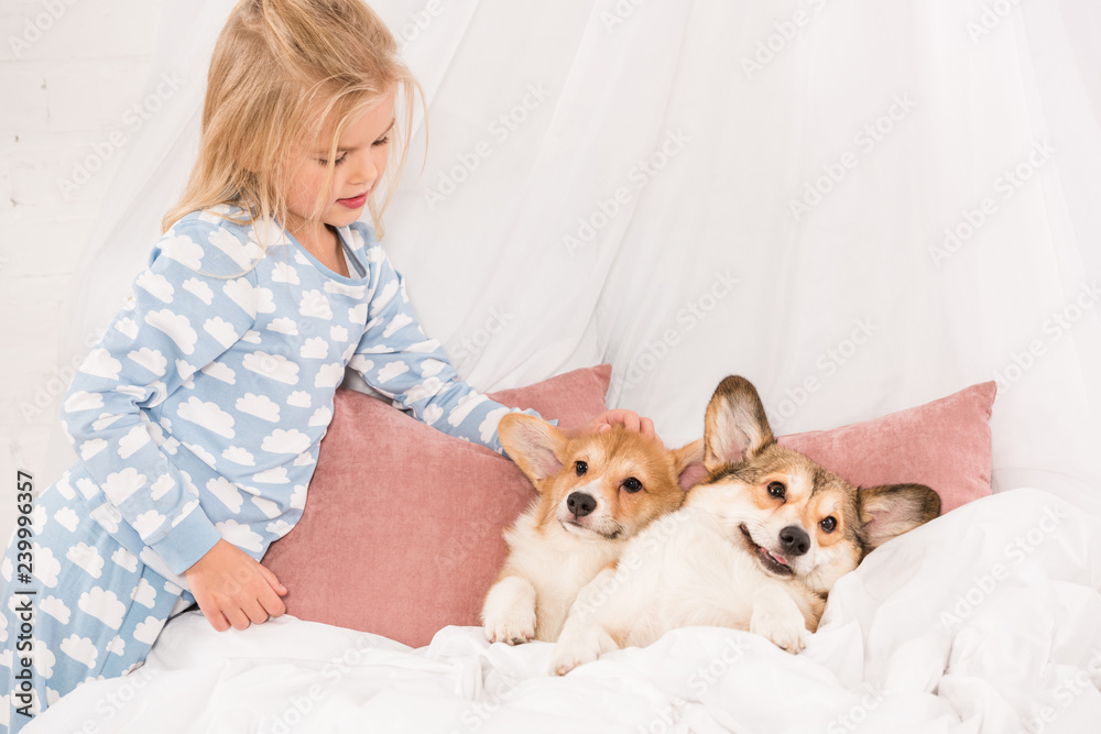 adorable child looking at pembroke welsh corgi dogs lying in bed at home adorable child looking at pembroke welsh corgi dogs lying in bed at home