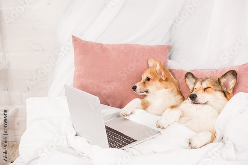 Photography cute pembroke welsh corgi dogs lying in bed with laptop at home