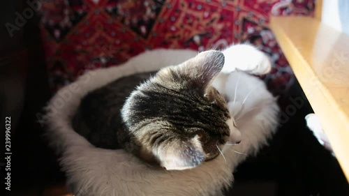 A lazy cozy tabby cat is antagonized by the paw / arm of another cat