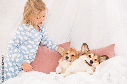 adorable child looking at pembroke welsh corgi dogs lying in bed at home