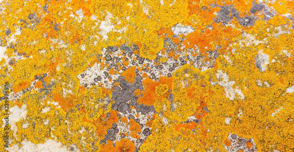 Macro close-up texture of yellow and orange lichen Macro close-up texture of yellow and orange lichen