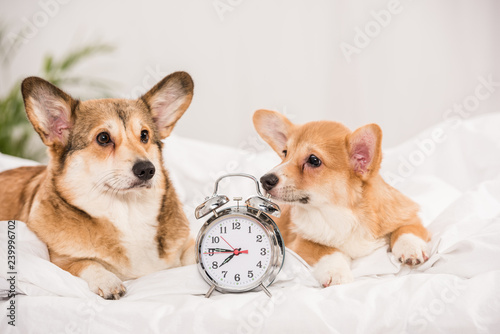 adorable welsh corgi dogs lying in bed with alarm clock at home