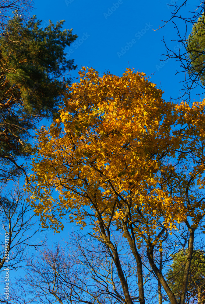 The last leaves on the branches of trees. Autumn landscape The last leaves on the branches of trees. Autumn landscape