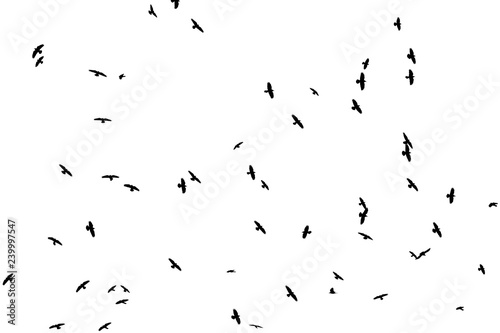 Silhouettes of crows on a white background © drakuliren