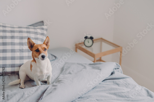 Shot of pedigree dog poses on comfortable bed alone, waits for owner, being loyal to host, poses over domestic interior. Animal in bedroom