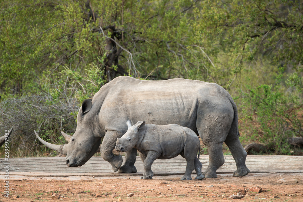 Naklejka premium Nosorożec biały, samica i młode, nosorożec biały, Ceratotherium simum, Park Narodowy Krugera, RPA