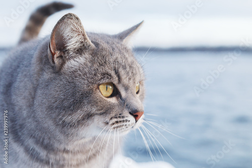 Wallpaper Mural Grey striped cat walks on the snow-covered Bank of the river or the sea on a frosty Sunny day Torontodigital.ca
