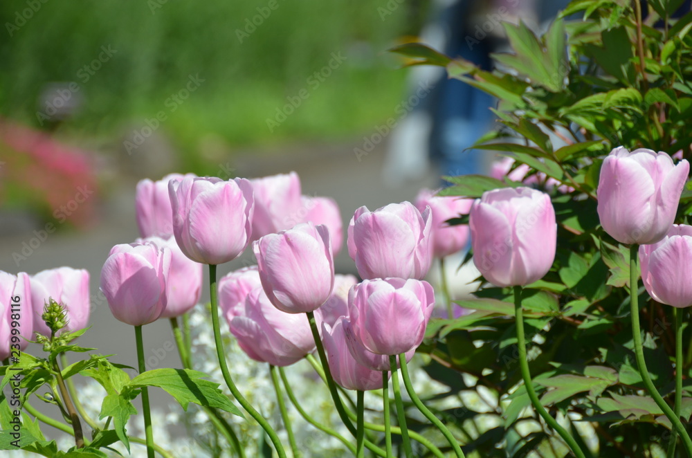 Beautiful pink tulips