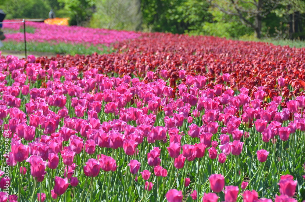 Brilliant tulip fields Brilliant tulip fields