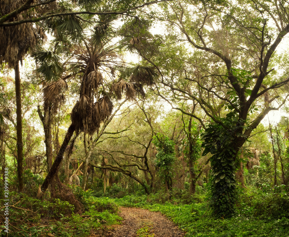 Jungle Road through Thick Florida Tropical Forest