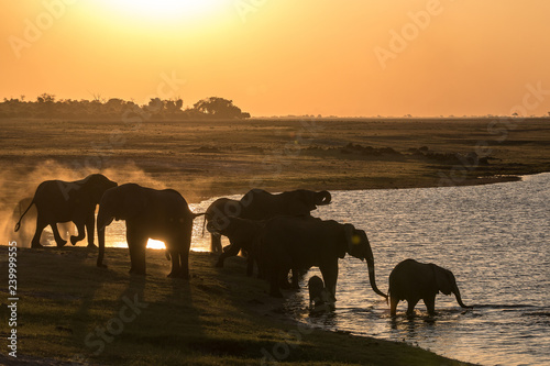 Elephants drinking at the chobe river