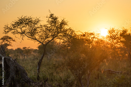 A sunrise in the african bush (chobe national park)