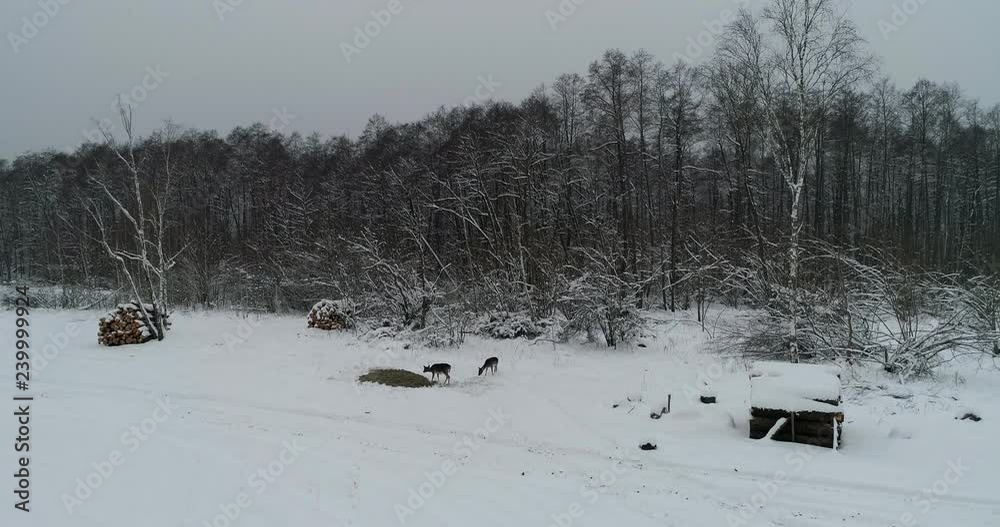 Herd of deer on the field, winter Herd of deer on the field, winter
