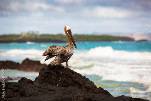 Pelican resting after fishing at the Galapagos Islands