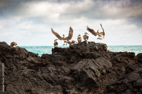 Blue Footed Boobies on vulcanic rocks at the Galapagos Islands