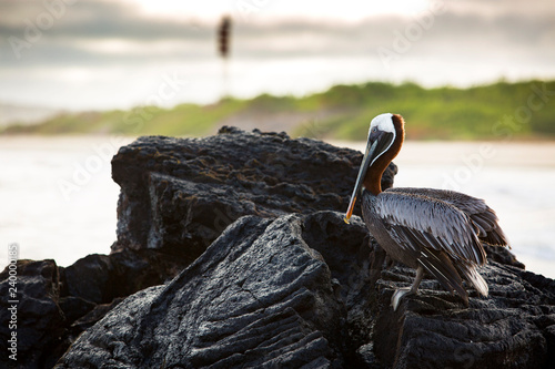 Pelican at lava rocks at the Galapagos Islands photo