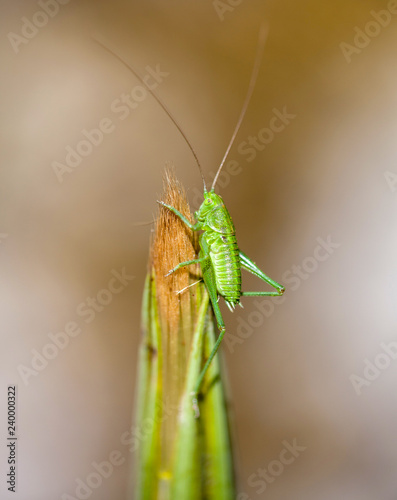 Macrophotographie insecte - Jeune sauterelle verte - Tettigonia viridissima - Orthoptere