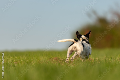 Schilderij op canvas Jack Russell Terrier dog is running away over a green fmeadow