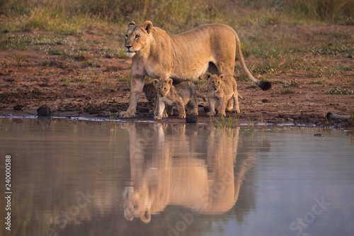 A lioness with three cubs at Pilanesberg National Park