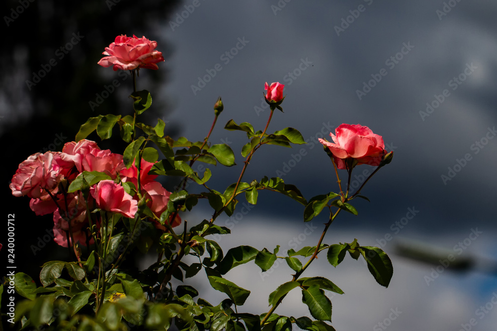 Obraz premium Flowers