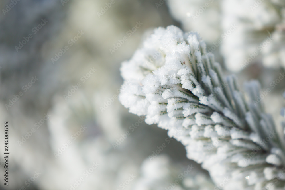 Pine covered with frost