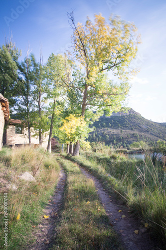 Autumn poplars in Alcala de la Selva Teruel Aragon Spain photo