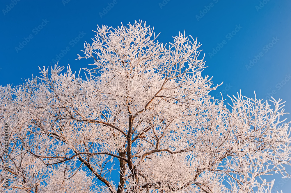 Winter Christmas picturesque background with copy space. Snowy landscape with trees covered with snow, outdoors