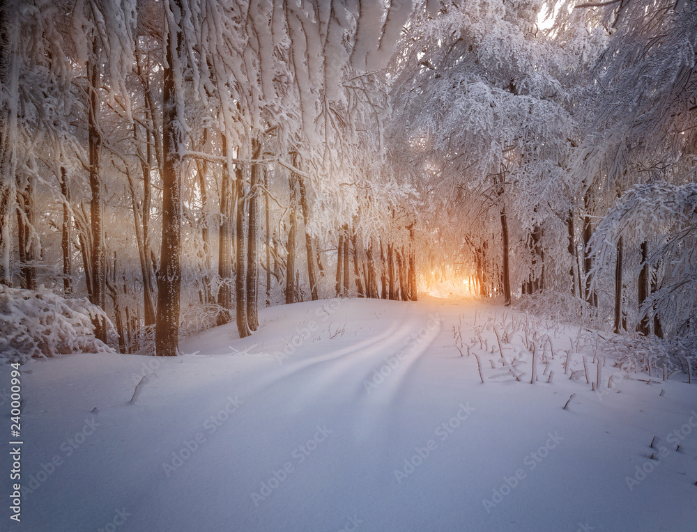 Winter forest covered with frost Winter forest covered with frost