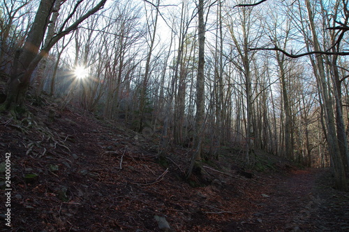 sentier de forêt de Boucheville, avec des arbres et un rayon de soleil 