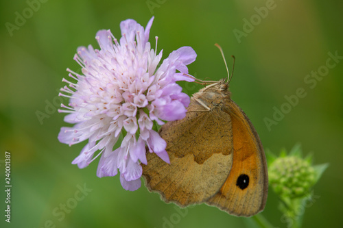 Macrophotographie insecte - Maniola jurtina - Lepidoptere photo