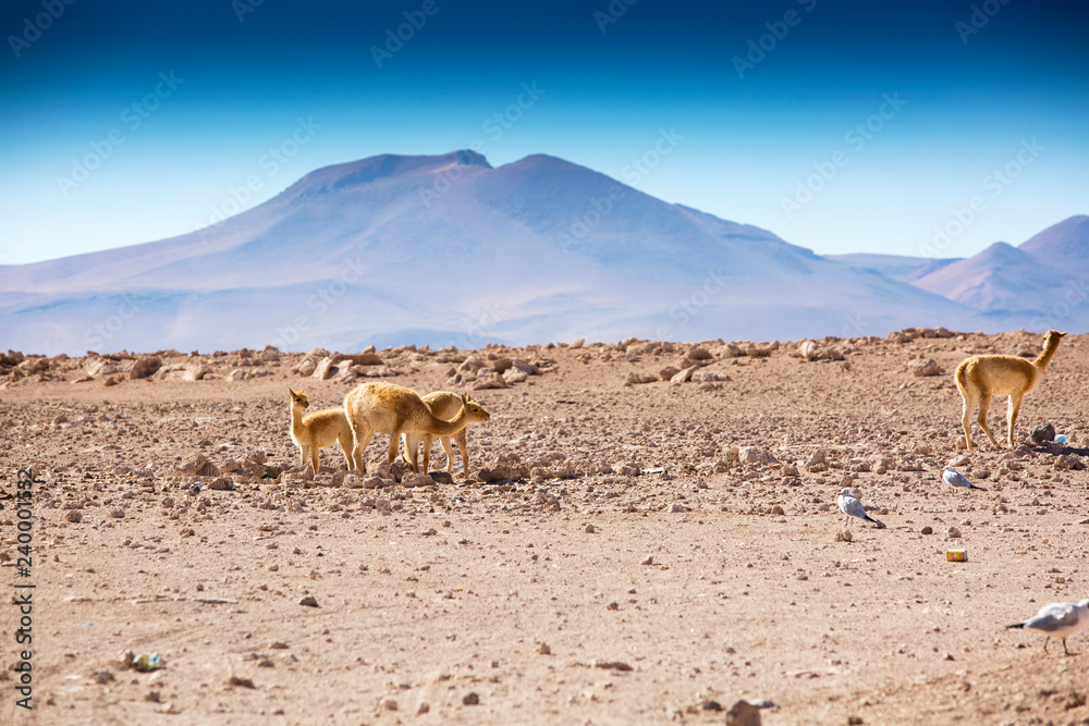 Vicuñas on the Bolivian alitplano Vicuñas on the Bolivian alitplano