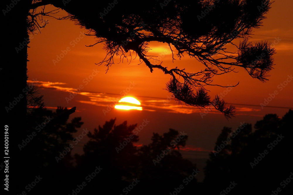 Закат, лето, природа, лес, дерево, красота, красивый закат, тучи. Stock  Photo | Adobe Stock