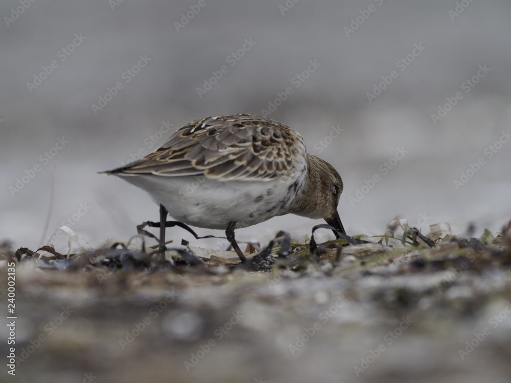 Fototapeta premium Alpenstrandläufer, Calidris alpina