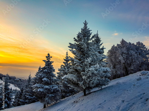 Winter frosty snow-covered forest without people, spruce and trees covered with white snow on the background of bright orange sunrise in the blue sky © Елена Лысенкова