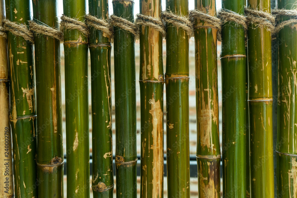 Obraz premium Green bamboo fence background