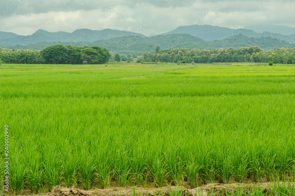 rice filed with Clound, mountain view. Northern Thailand. rice filed with Clound, mountain view. Northern Thailand.