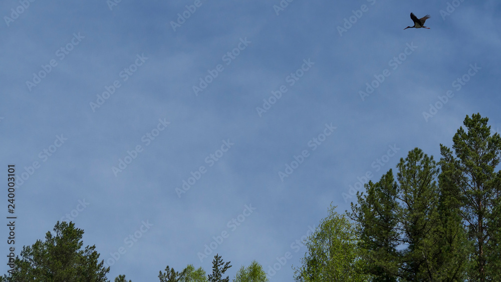 Stork, bird, sky, flight, freedom, forest, trees Stork, bird, sky, flight, freedom, forest, trees