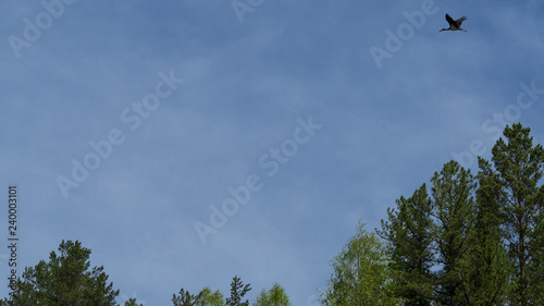 Stork, bird, sky, flight, freedom, forest, trees