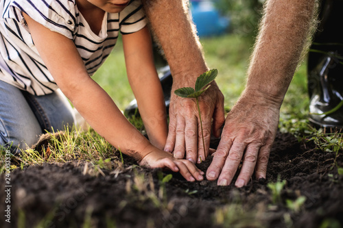 Hands of senior man with granddaughter gardening outside photo