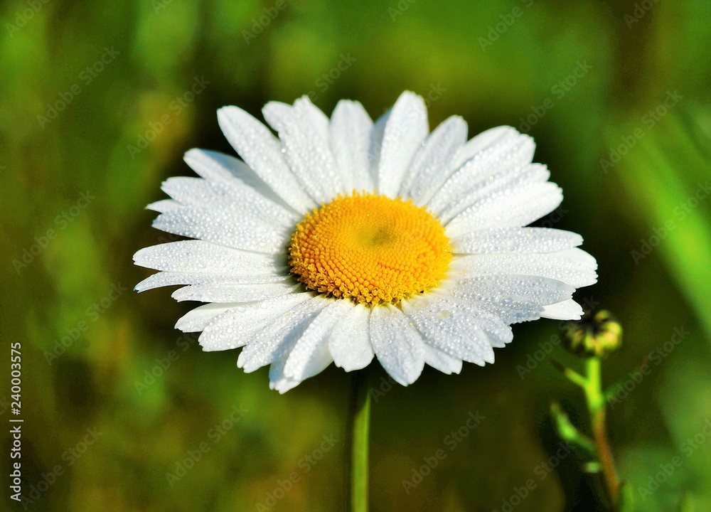 Fototapeta premium Margerite,Tautropfen,Morgentau