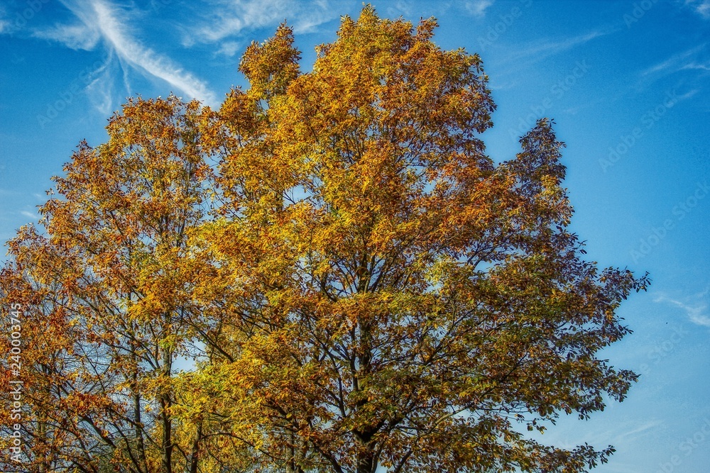 Autumn tree with golden leaves in creative HDR design Autumn tree with golden leaves in creative HDR design