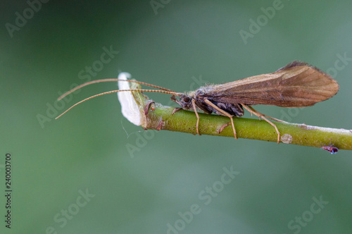 Macrophotographie insecte - Phrygane - Limnephilus rhombicus - Trichopteres photo